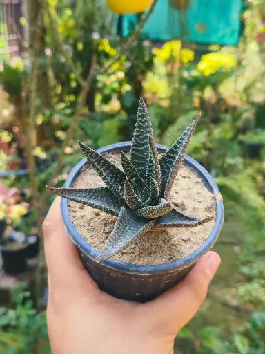 Fasciated haworthia