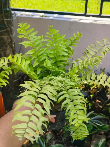 Nephrolepis biserrata [ sword fern ]
