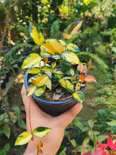 Multicolour Asiatic jasmine