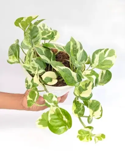 Enjoy Money plant