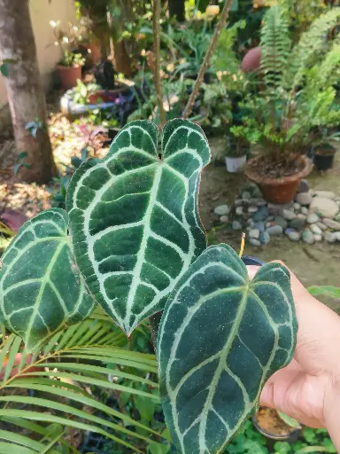 Anthurium crystallinum