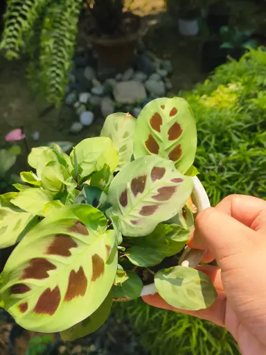 Maranta leuconeura plant