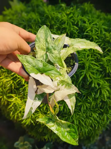 Arrowhead plant or goosefoot