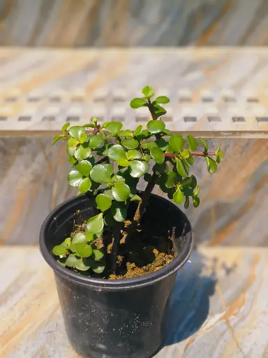 Jade plant