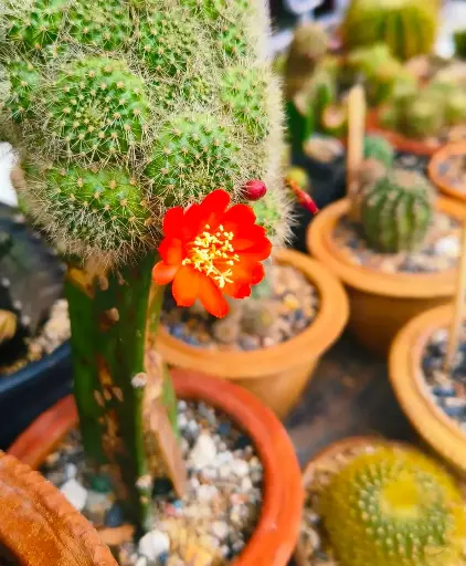 Rebutia hybrid