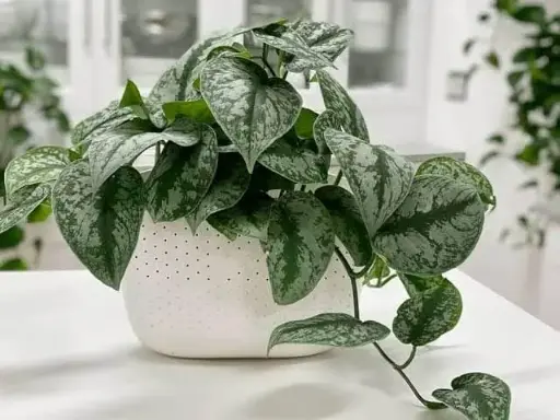Silver pothos