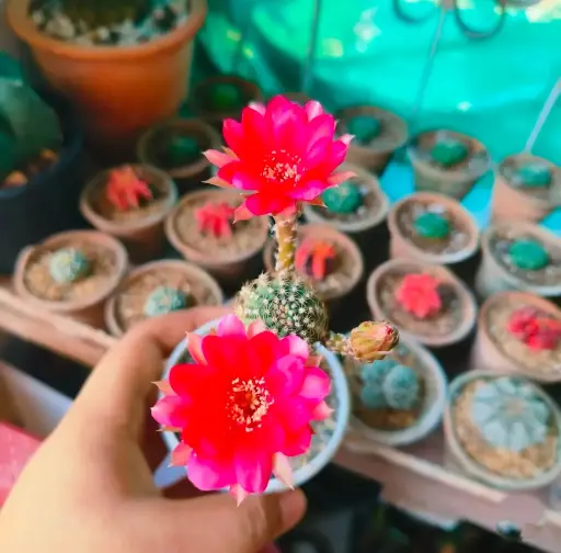 Lobivia hybrid megenta blaze