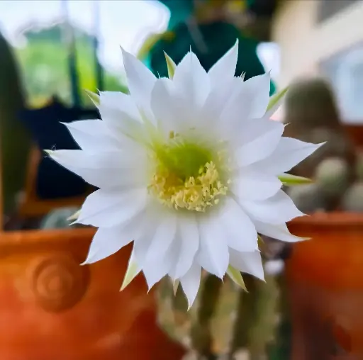 Echinopsis Subdenudata