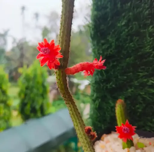 Clietocactus samaipatainus