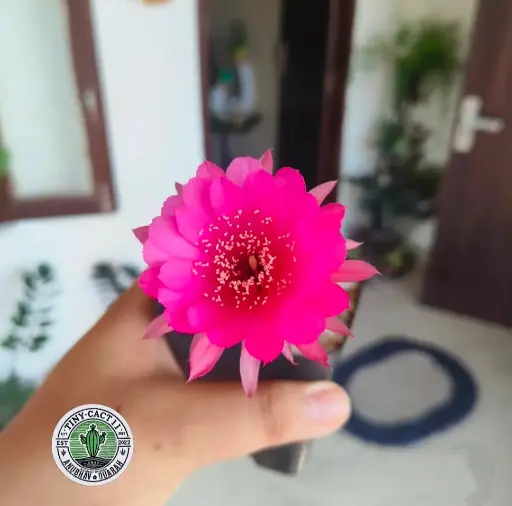 Lobivia hybrid pink blaze