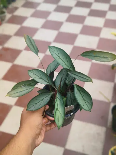 Calathea subsp Ctenanthe setosa