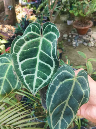 Anthurium crystallinum Plant
