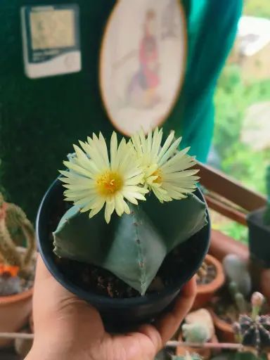 Astrophytum Myriostigma