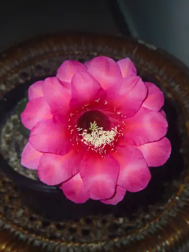 Echinopsis hybrid pink | prominent pink