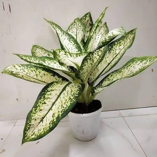 Snow-white aglaonema