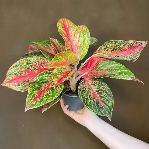 Aglaonema peach