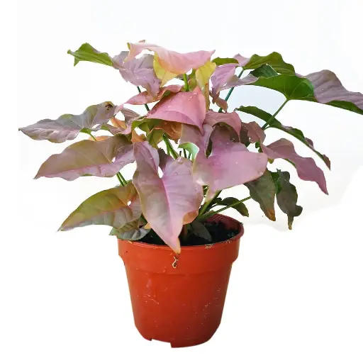 Syngonium podophyllum 'Pink'