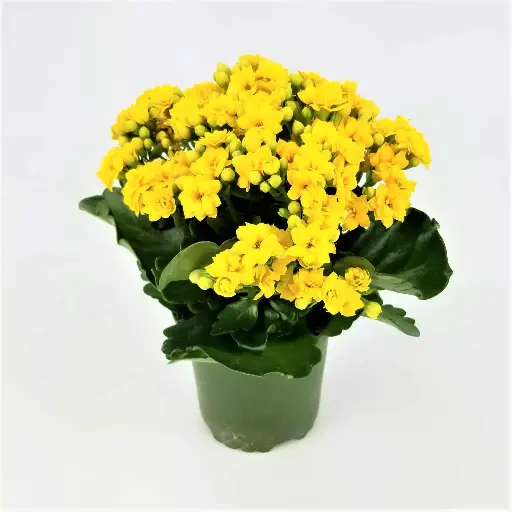 Kalanchoe yellow