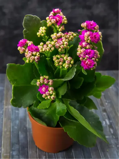 Kalanchoe pink