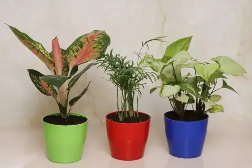 Aglaonema, ereca palm & syngonium