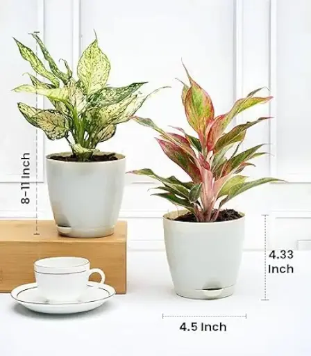 Aglaonema combo