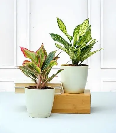 Aglaonema combo