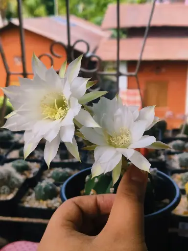 Echinopsis Subdenudata