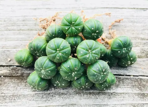 Astrophytum asterias seedlings