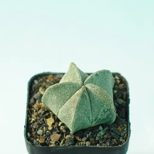 Astrophytum myriostigma pentacostatum