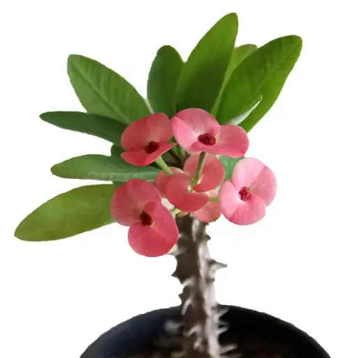 Euphorbia milii