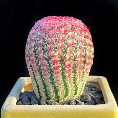 Echinopsis regidissimus