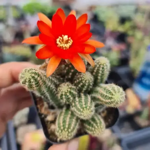 Echinopsis chamaecereus | Rat tail cactus