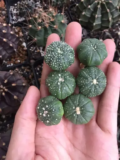 Astrophytum seedlings