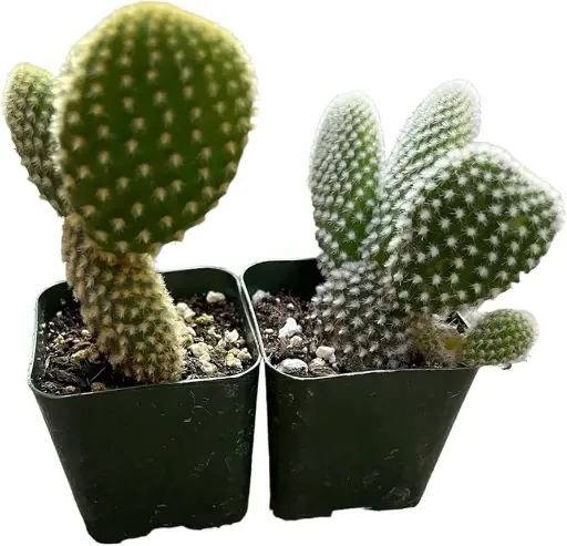 Bunny ears cactus | Combo