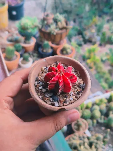 Gymnocalycium verigata