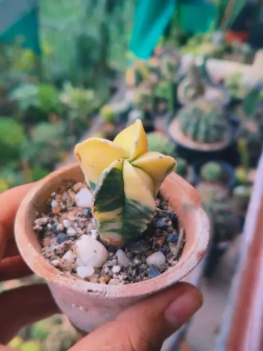 Astrophytum pentacostatum verigata rare