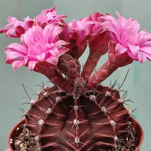Gymnocalycium mihanovichii pink