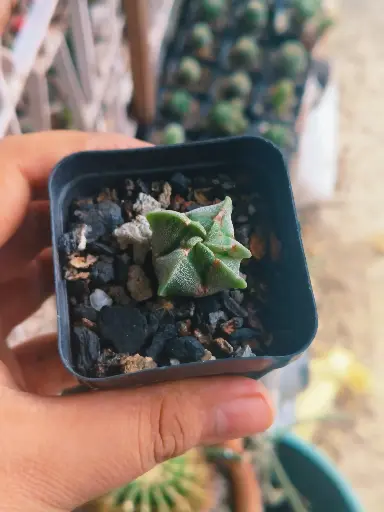 Astrophytum myriostigma