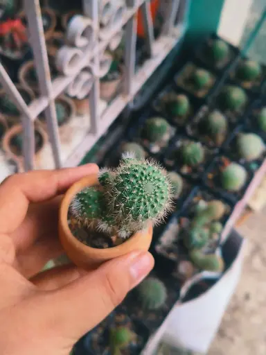 Rebutia muscula